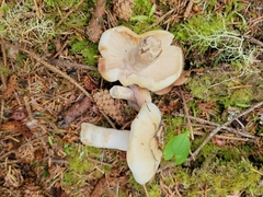 Russula crassotunicata