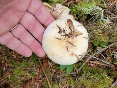 Russula crassotunicata