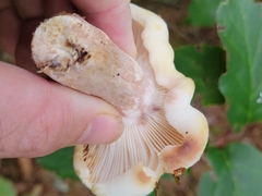 Russula crassotunicata