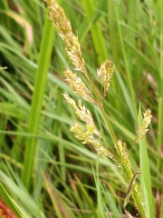 Sphenopholis obtusata