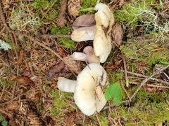 Russula crassotunicata