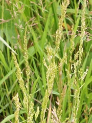 Sphenopholis obtusata