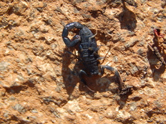 Uroplectes flavoviridis