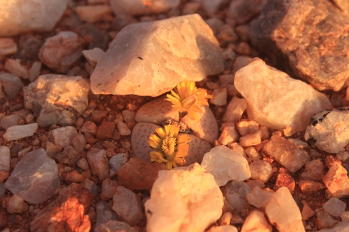 Lithops vanzylii L.Bolus