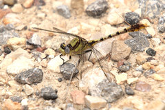 Arigomphus lentulus