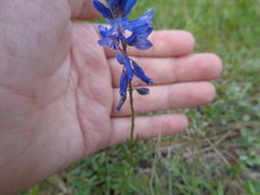 Polygala wolfgangiana