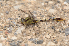 Arigomphus lentulus