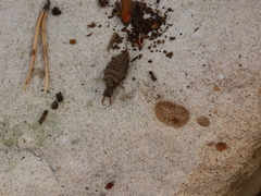 Myrmeleon formicarius