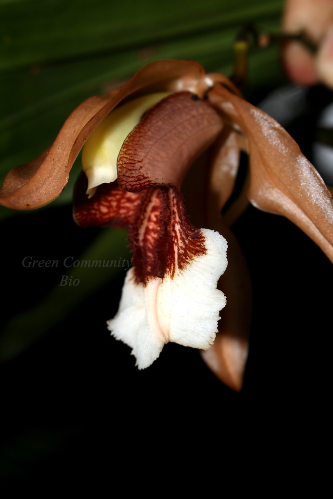 Coelogyne speciosa