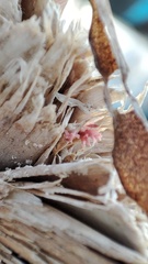 Miniacina miniacea