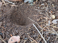 Myrmeleon formicarius