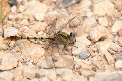Arigomphus lentulus