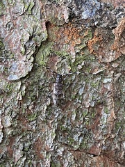 Acanthocinus griseus