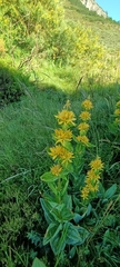 Gentiana lutea lutea