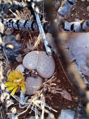 Lithops vanzylii L.Bolus 2