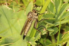 Dysmachus fuscipennis