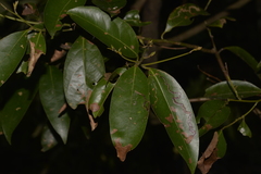 Cryptocarya glaucescens