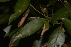 Cryptocarya glaucescens