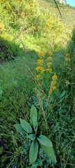 Gentiana lutea lutea