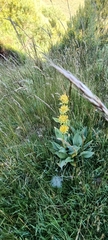 Gentiana lutea lutea