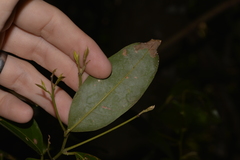 Cryptocarya glaucescens