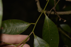 Cryptocarya glaucescens