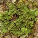 Anaptychia palmulata - Photo (c) Jason Hollinger, μερικά δικαιώματα διατηρούνται (CC BY)