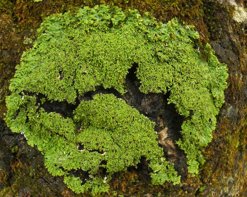 Shaggy-fringe Lichen