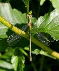 Lestes sponsa