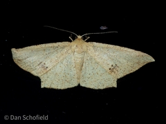 Krananda falcata