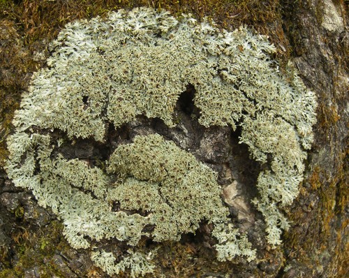 Shaggy-fringe Lichen