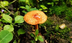 Agaricus crocopeplus