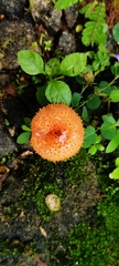 Agaricus crocopeplus