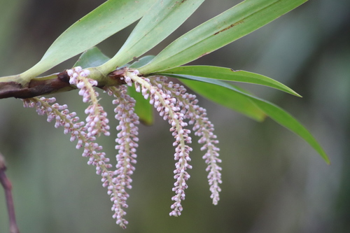 Pinalia multiflora, photograph 4