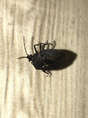 Discocephalinae