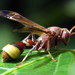 Small Brown Paper Wasps - Photo (c) Vinod Borse, some rights reserved (CC BY-NC), uploaded by Vinod Borse