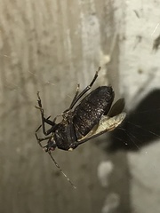 Discocephalinae