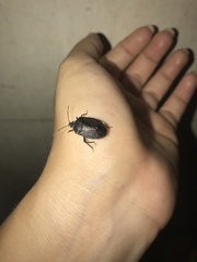 Discocephalinae