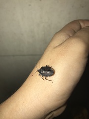 Discocephalinae