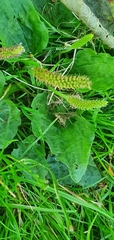 Plantago major