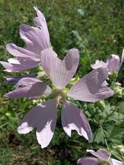 Malva thuringiaca