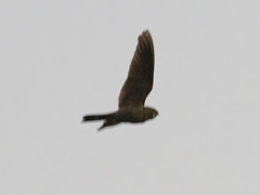 Nyctiprogne leucopyga