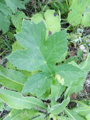 Heracleum sphondylium sibiricum