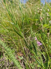 Tragopogon undulatus