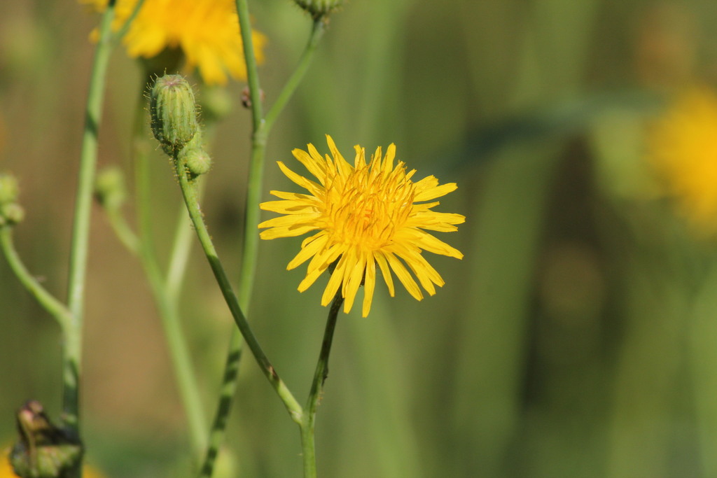 Sonchus arvensis