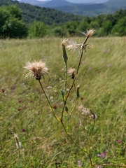 Tragopogon undulatus
