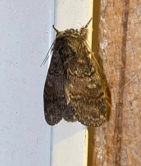 Peridea bordeloni