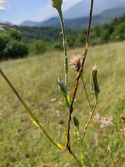 Tragopogon undulatus
