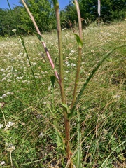 Tragopogon undulatus