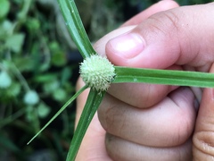 Cyperus sesquiflorus sesquiflorus